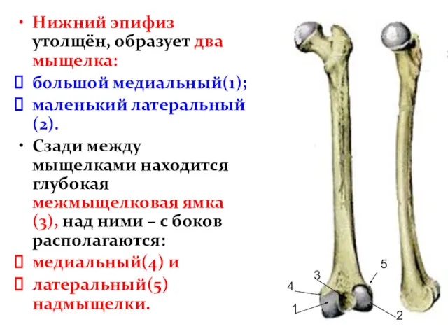 Нижний эпифиз утолщён, образует два мыщелка: большой медиальный(1); маленький латеральный(2).
