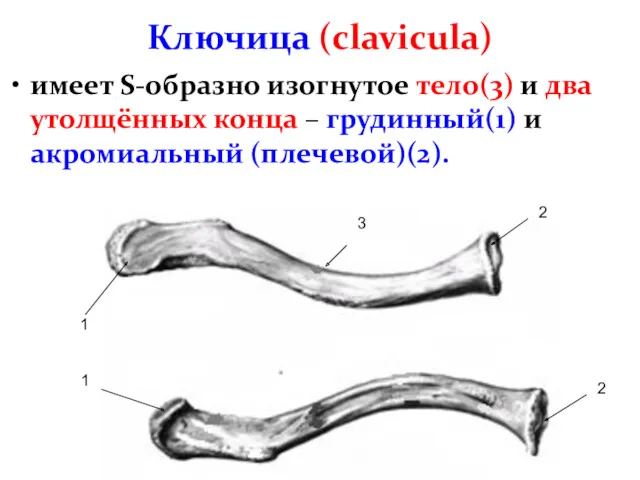 Ключица (clavicula) имеет S-образно изогнутое тело(3) и два утолщённых конца