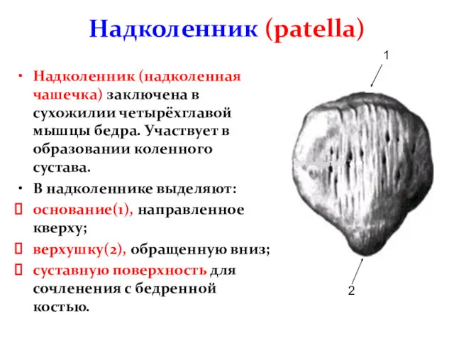 Надколенник (patella) Надколенник (надколенная чашечка) заключена в сухожилии четырёхглавой мышцы