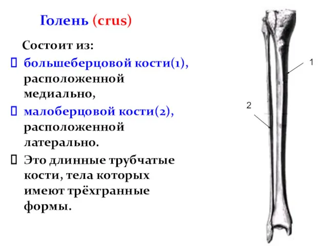 Голень (crus) Состоит из: большеберцовой кости(1), расположенной медиально, малоберцовой кости(2),