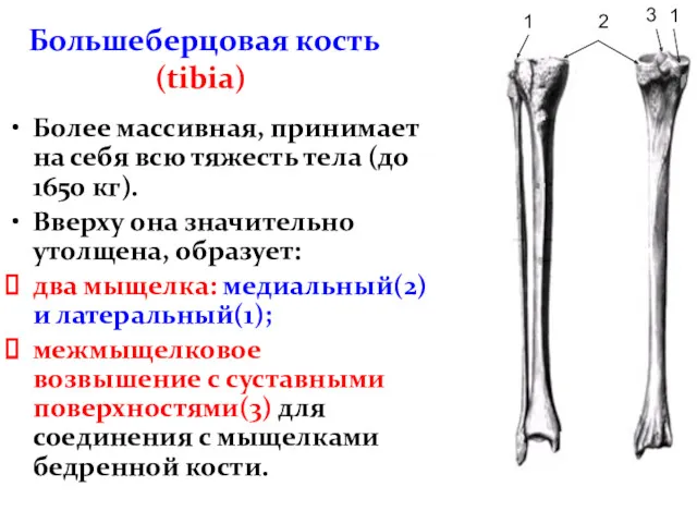 Большеберцовая кость (tibia) Более массивная, принимает на себя всю тяжесть