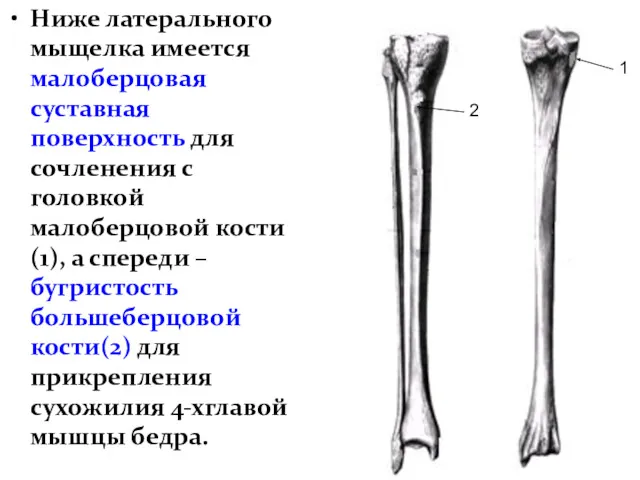 Ниже латерального мыщелка имеется малоберцовая суставная поверхность для сочленения с