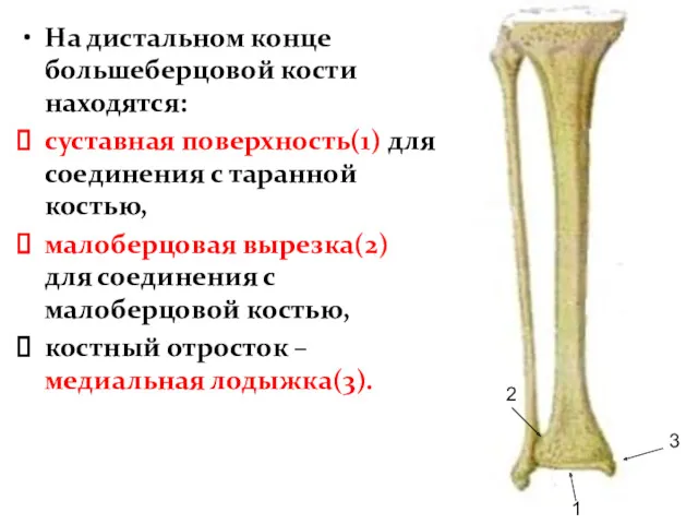 На дистальном конце большеберцовой кости находятся: суставная поверхность(1) для соединения