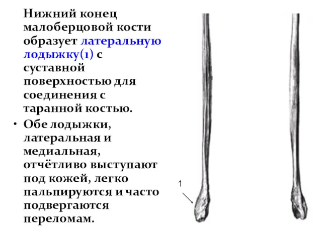 Нижний конец малоберцовой кости образует латеральную лодыжку(1) с суставной поверхностью