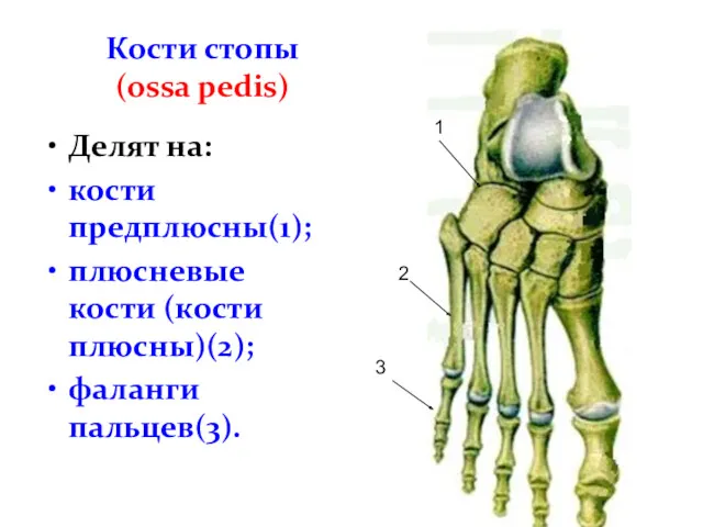 Кости стопы (ossa pedis) Делят на: кости предплюсны(1); плюсневые кости