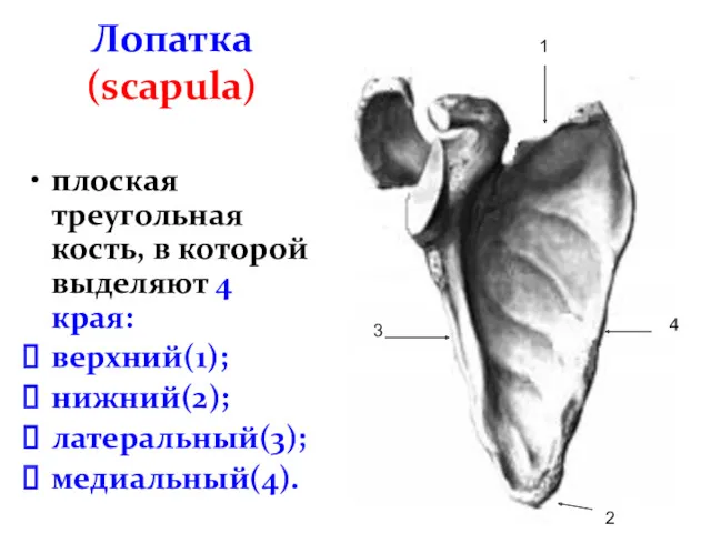 Лопатка (scapula) плоская треугольная кость, в которой выделяют 4 края: