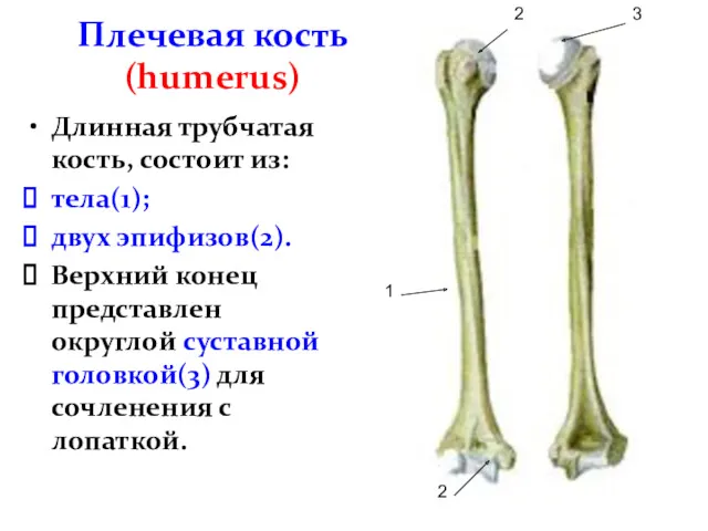 Плечевая кость (humerus) Длинная трубчатая кость, состоит из: тела(1); двух