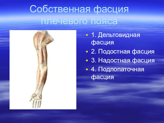 Собственная фасция плечевого пояса 1. Дельтовидная фасция 2. Подостная фасция 3. Надостная фасция 4. Подлопаточная фасция