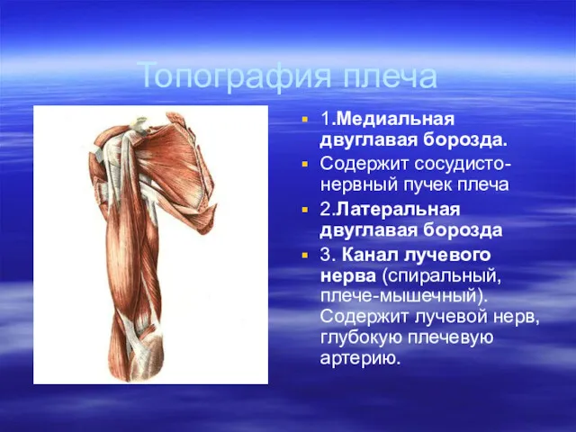 Топография плеча 1.Медиальная двуглавая борозда. Содержит сосудисто-нервный пучек плеча 2.Латеральная двуглавая борозда 3.
