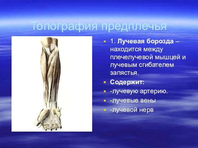 Топография предплечья 1. Лучевая борозда –находится между плечелучевой мышцей и лучевым сгибателем запястья.
