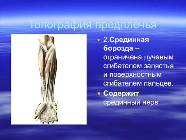 Топография предплечья 2.Срединная борозда – ограничена лучевым сгибателем запястья и поверхностным сгибателем пальцев. Содержит срединный нерв