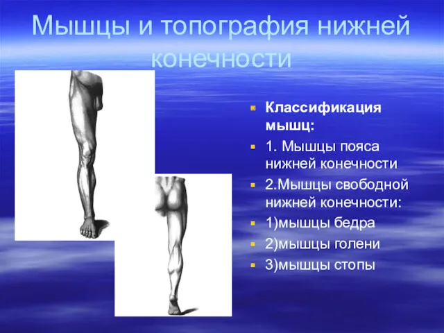 Мышцы и топография нижней конечности Классификация мышц: 1. Мышцы пояса нижней конечности 2.Мышцы
