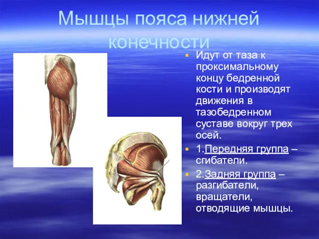Мышцы пояса нижней конечности Идут от таза к проксимальному концу бедренной кости и