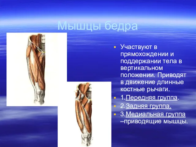 Мышцы бедра Участвуют в прямохождении и поддержании тела в вертикальном положении. Приводят в