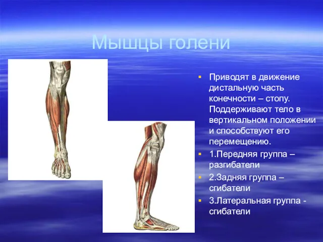 Мышцы голени Приводят в движение дистальную часть конечности – стопу.Поддерживают