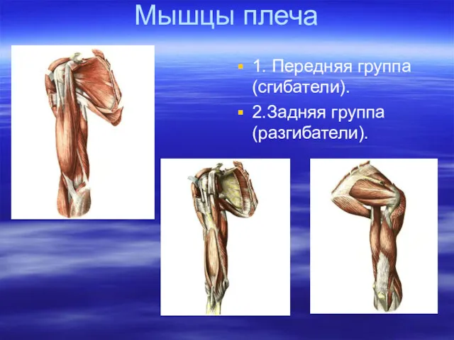 Мышцы плеча 1. Передняя группа (сгибатели). 2.Задняя группа (разгибатели).