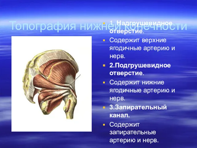 Топография нижней конечности 1. Надгрушевидное отверстие. Содержит верхние ягодичные артерию и нерв. 2.Подгрушевидное