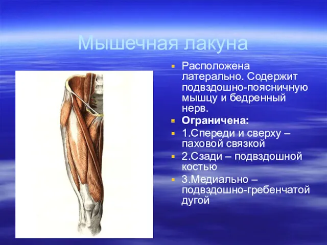 Мышечная лакуна Расположена латерально. Содержит подвздошно-поясничную мышцу и бедренный нерв.