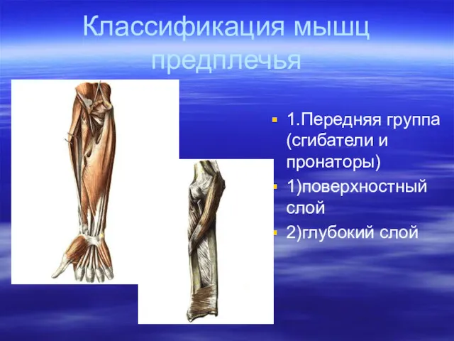 Классификация мышц предплечья 1.Передняя группа (сгибатели и пронаторы) 1)поверхностный слой 2)глубокий слой