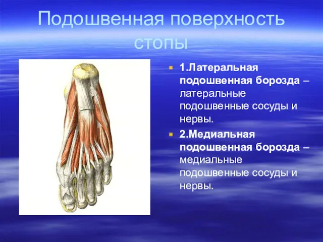 Подошвенная поверхность стопы 1.Латеральная подошвенная борозда –латеральные подошвенные сосуды и