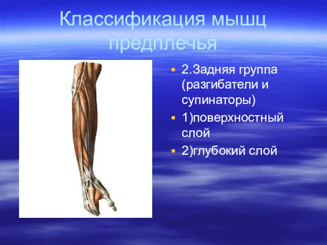 Классификация мышц предплечья 2.Задняя группа (разгибатели и супинаторы) 1)поверхностный слой 2)глубокий слой