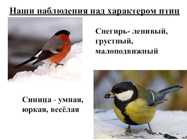 Наши наблюдения над характером птиц Снегирь- ленивый, грустный, малоподвижный Синица - умная, юркая, весёлая