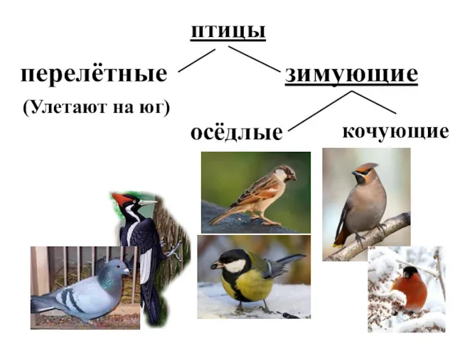 птицы перелётные зимующие осёдлые кочующие (Улетают на юг)