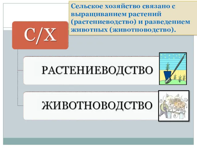 Сельское хозяйство связано с выращиванием растений (растениеводство) и разведением животных (животноводство).