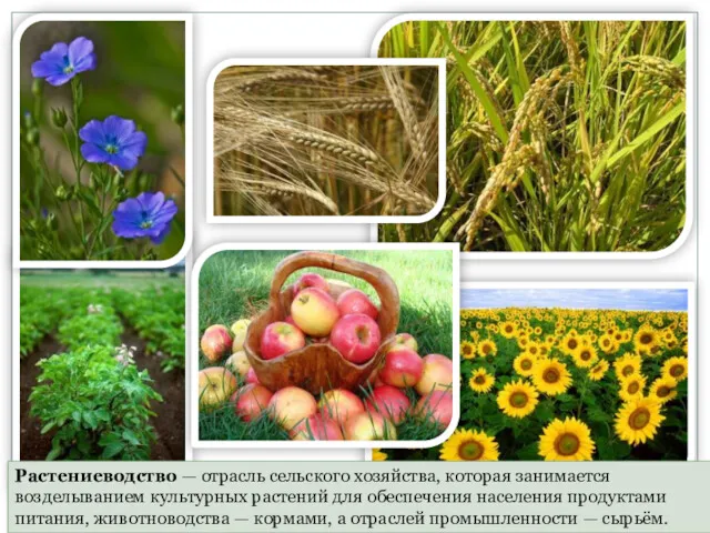 Растениеводство — отрасль сельского хозяйства, которая занимается возделыванием культурных растений