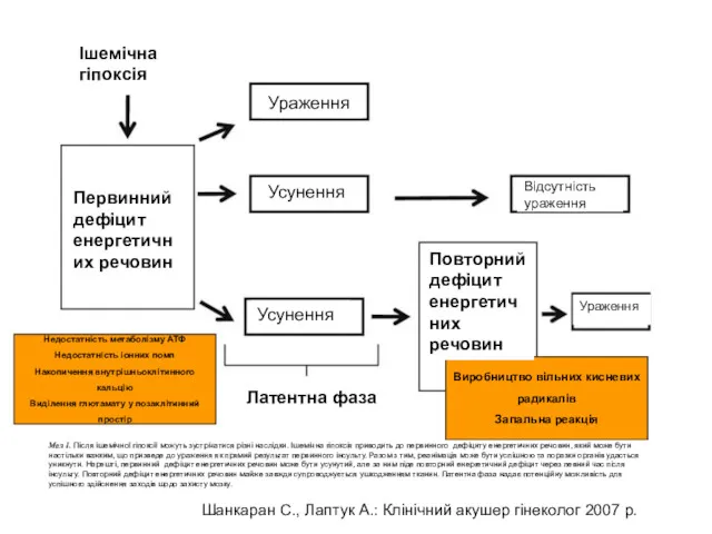 Мал 1. Після ішемічної гіпоксії можуть зустрічатися різні наслідки. Ішемічна