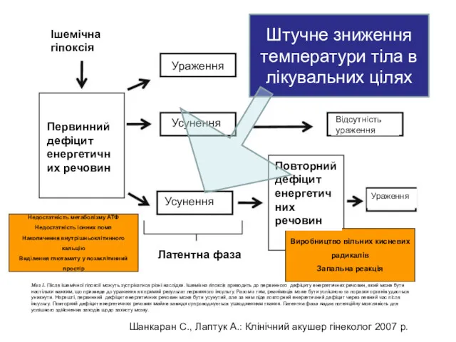 Мал 1. Після ішемічної гіпоксії можуть зустрічатися різні наслідки. Ішемічна