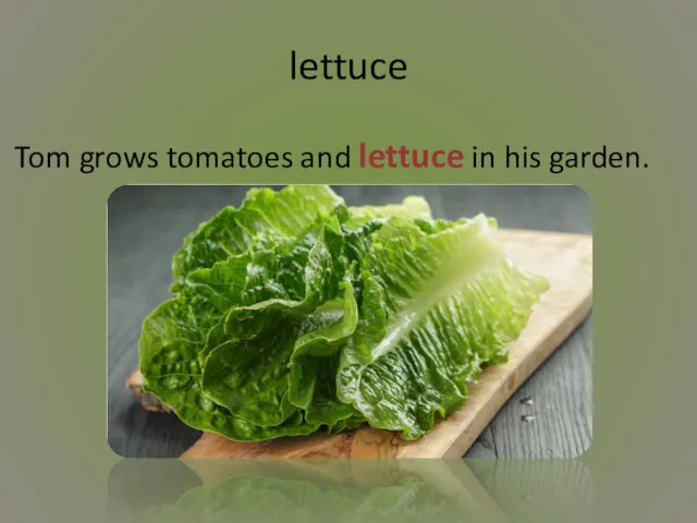 lettuce Tom grows tomatoes and lettuce in his garden.