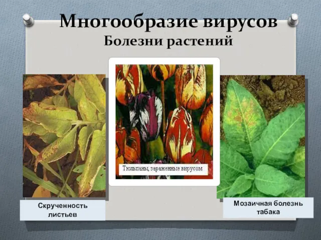 Многообразие вирусов Болезни растений Скрученность листьев Мозаичная болезнь табака