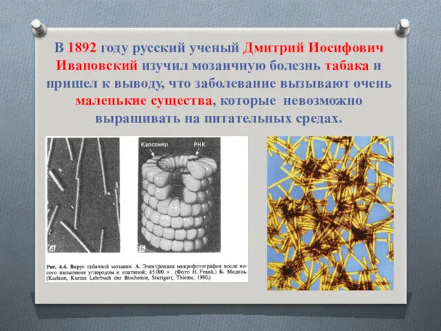 В 1892 году русский ученый Дмитрий Иосифович Ивановский изучил мозаичную болезнь табака и