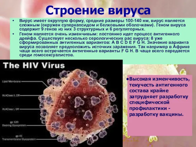 Строение вируса Вирус имеет округлую форму, средние размеры 100-140 нм,