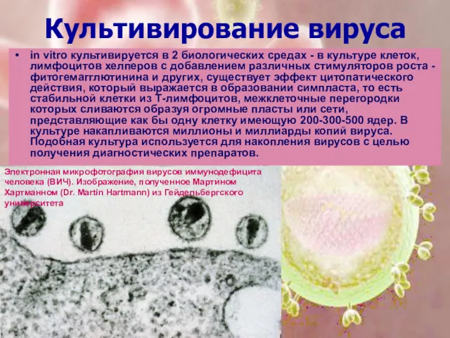 Культивирование вируса in vitro культивируется в 2 биологических средах -