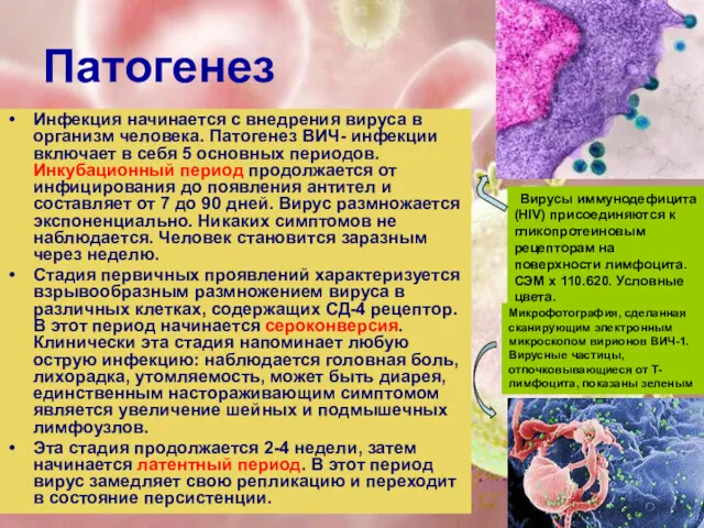 Патогенез Инфекция начинается с внедрения вируса в организм человека. Патогенез ВИЧ- инфекции включает