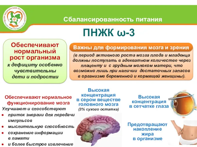 ПНЖК ω-3 Высокая концентрация в сером веществе головного мозга (3%