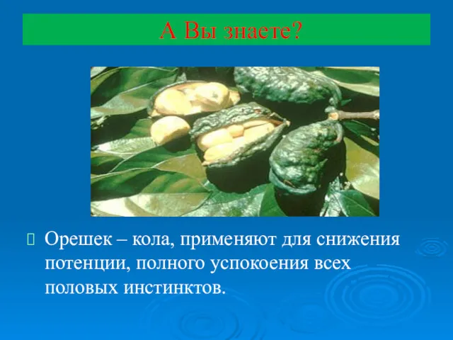 А Вы знаете? Орешек – кола, применяют для снижения потенции, полного успокоения всех половых инстинктов.