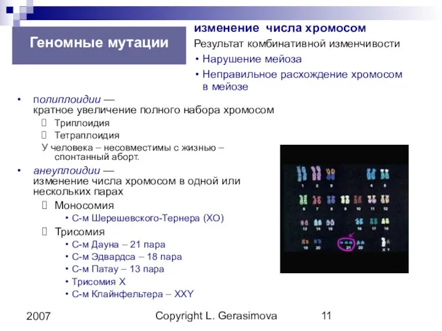 Copyright L. Gerasimova 2007 Геномные мутации полиплоидии — кратное увеличение