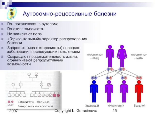 Copyright L. Gerasimova 2007 Аутосомно-рецессивные болезни Ген локализован в аутосоме