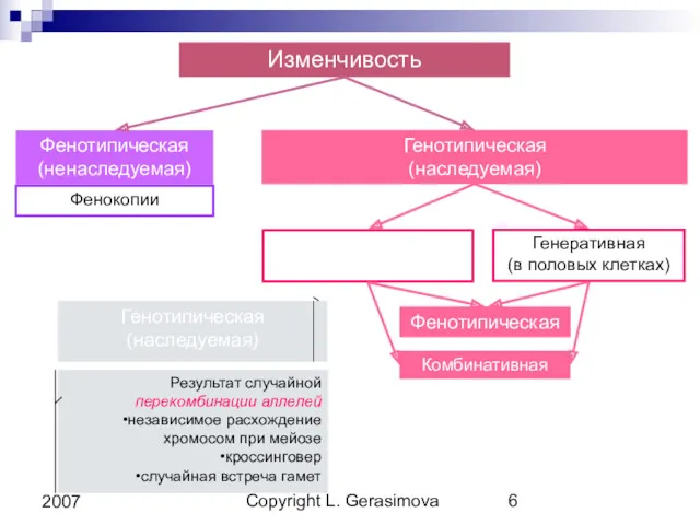 Copyright L. Gerasimova 2007 Изменчивость Генотипическая (наследуемая) Изменчивость Генеративная (в