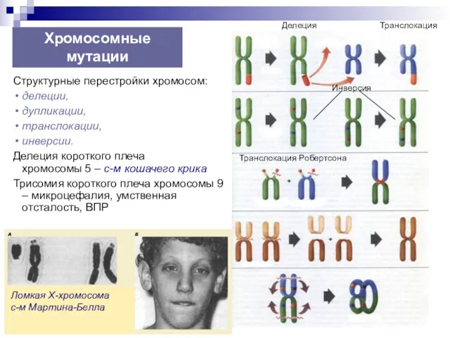 Copyright L. Gerasimova 2007 Хромосомные мутации Структурные перестройки хромосом: делеции,