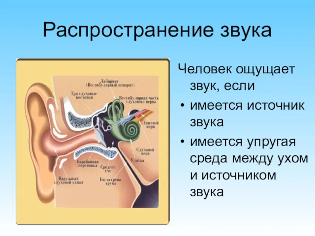 Распространение звука Человек ощущает звук, если имеется источник звука имеется