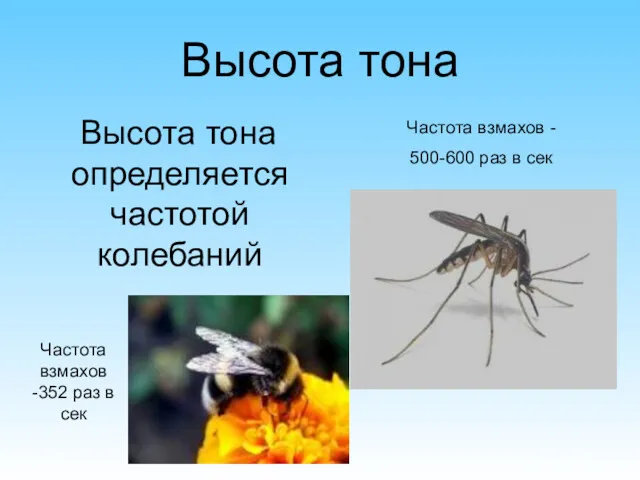 Высота тона Высота тона определяется частотой колебаний Частота взмахов -352