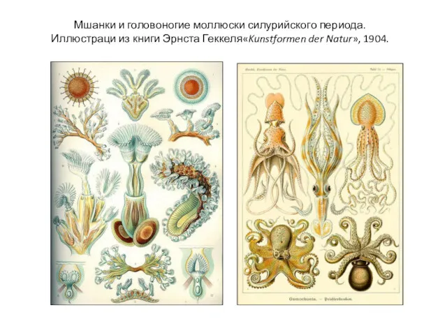 Мшанки и головоногие моллюски силурийского периода. Иллюстраци из книги Эрнста Геккеля«Kunstformen der Natur», 1904.