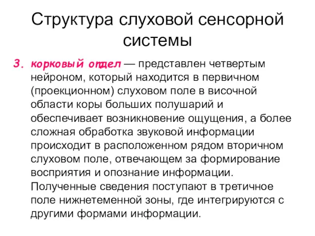 Структура слуховой сенсорной системы корковый отдел — представлен четвертым нейроном,