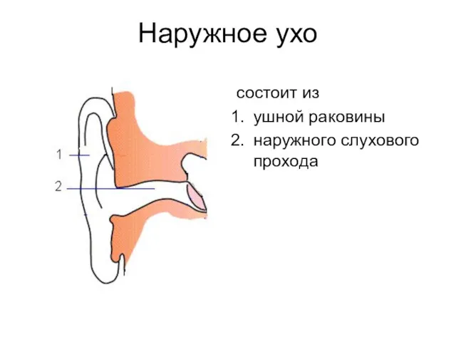 Наружное ухо состоит из ушной раковины наружного слухового прохода