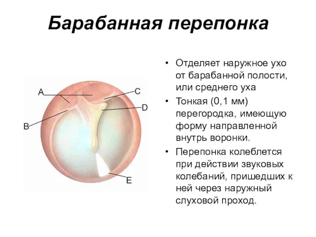 Барабанная перепонка Отделяет наружное ухо от барабанной полости, или среднего