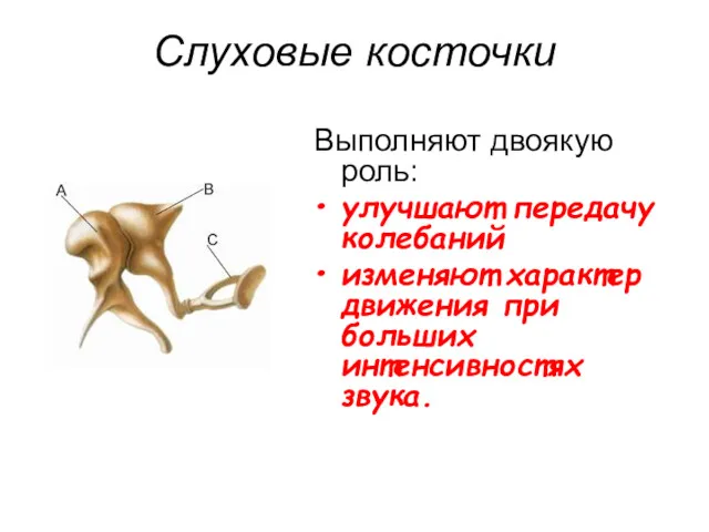 Слуховые косточки Выполняют двоякую роль: улучшают передачу колебаний изменяют характер движения при больших интенсивностях звука.